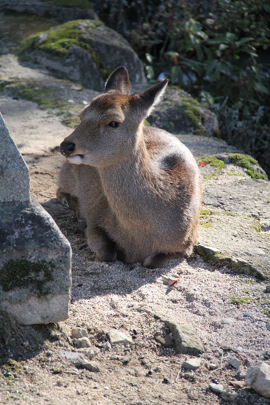 deer, miyajima, japan, mammal, animal, animal themes, animal wildlife HD wallpaper