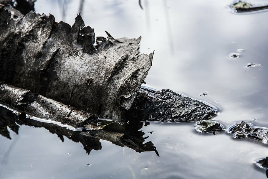 bark, nature, water, no people, day, outdoors, lake, close-up HD wallpaper