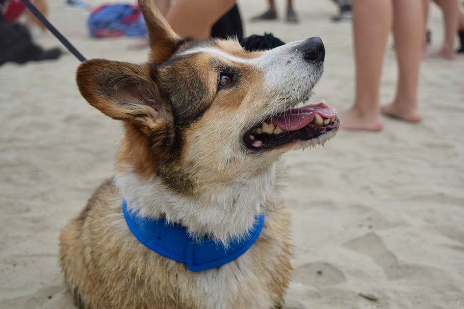 short-coated brown dog, pet, collar, portrait, beach, canine HD wallpaper