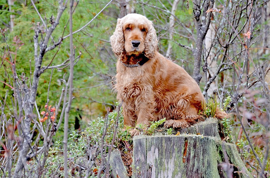 dog, cocker, cocker spaniel, nature, cute, puppy, domestic HD wallpaper