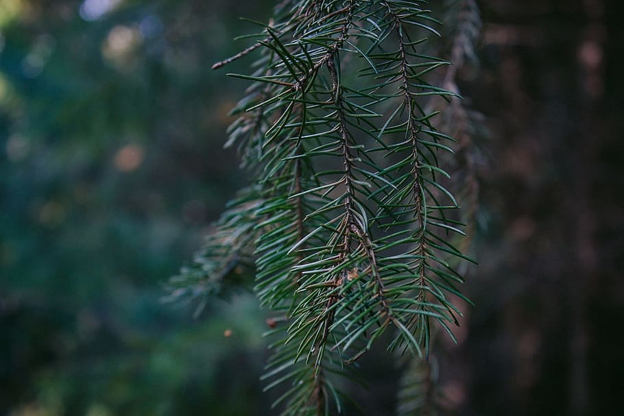 no one, nature, tree, sheet, outdoors, wood, evergreen, spruce HD wallpaper