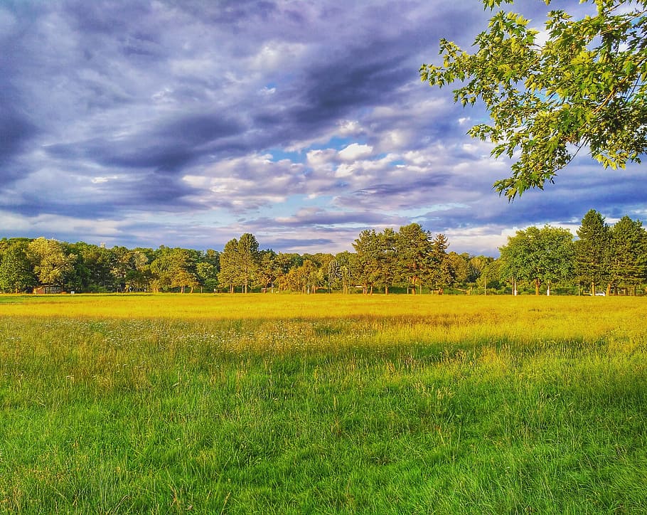 Darmstadt, Hesse, Germany, Light, Meadow, light meadow, grass