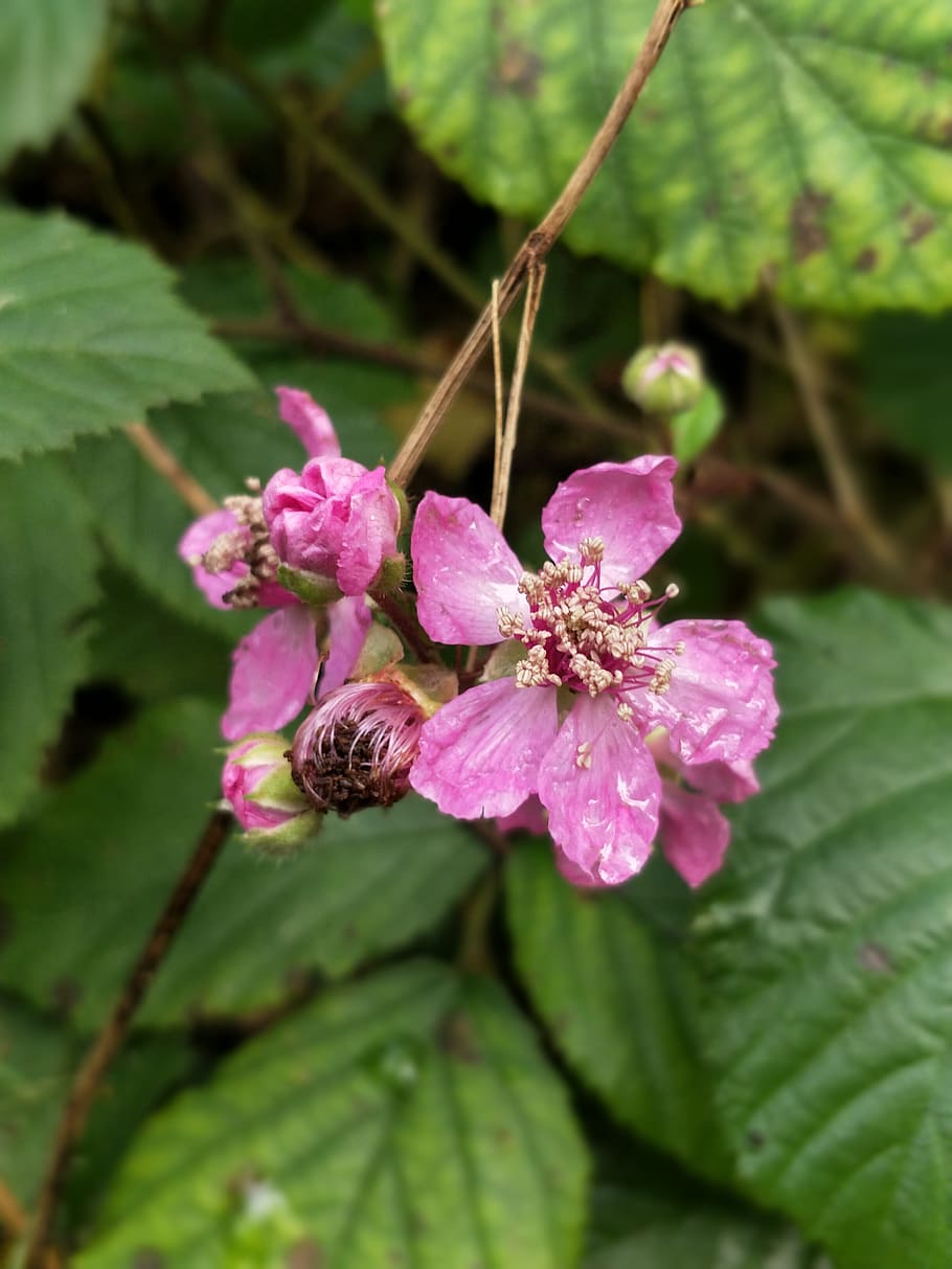 red, blackberry, forest, plant, flower, growth, flowering plant HD wallpaper