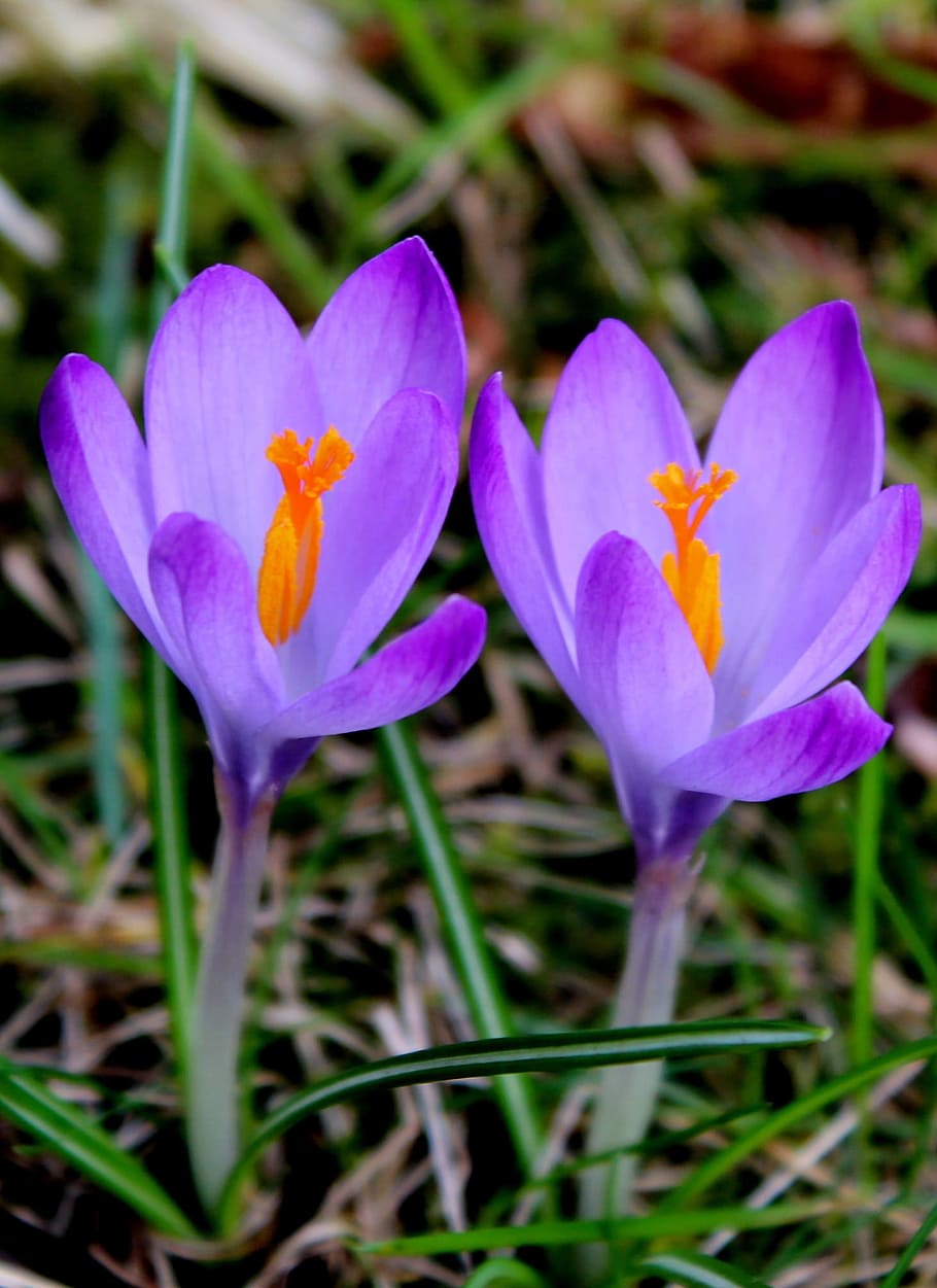 Crocus, Flower, Spring, Bloom, Nature, flower head, petal, beauty in nature HD wallpaper