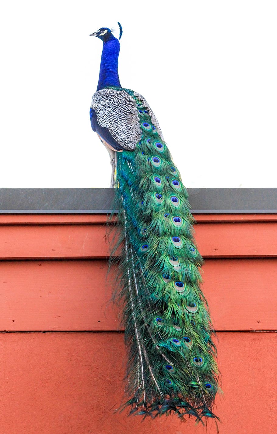 color, peacock, beautiful, nature, decoration, one animal, animal themes