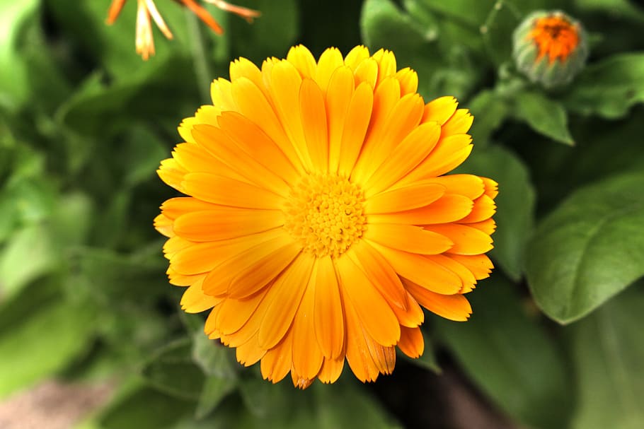 marigold, blossom, bloom, blossomed, orange, calendula, yellow, HD wallpaper