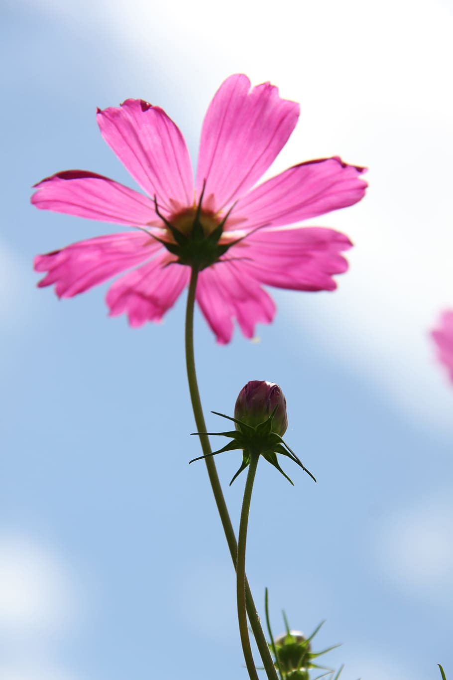 Cosmos, Pink, Flower, insect, pink color, nature, fragility HD wallpaper
