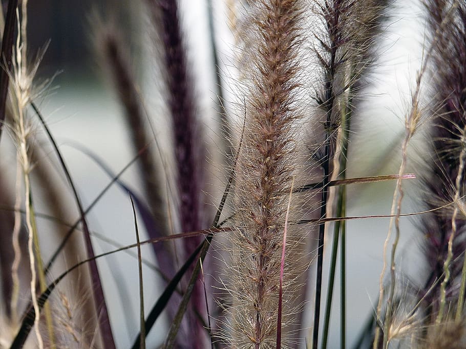 Grass, Autumn, Fall, Meadow, Plant, nature, close-up, summer HD wallpaper