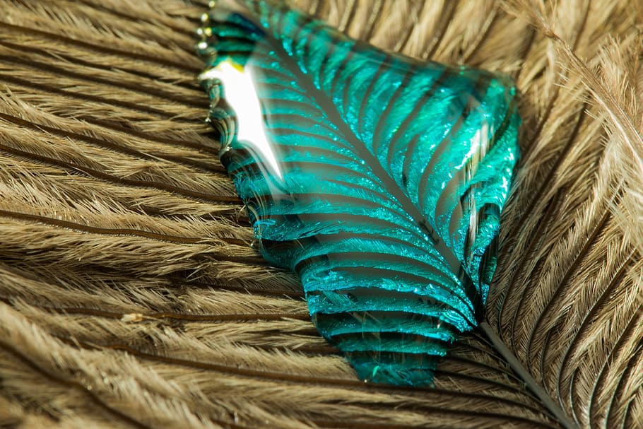 strauss spring, drip, feather, close, macro, background, drop of water HD wallpaper