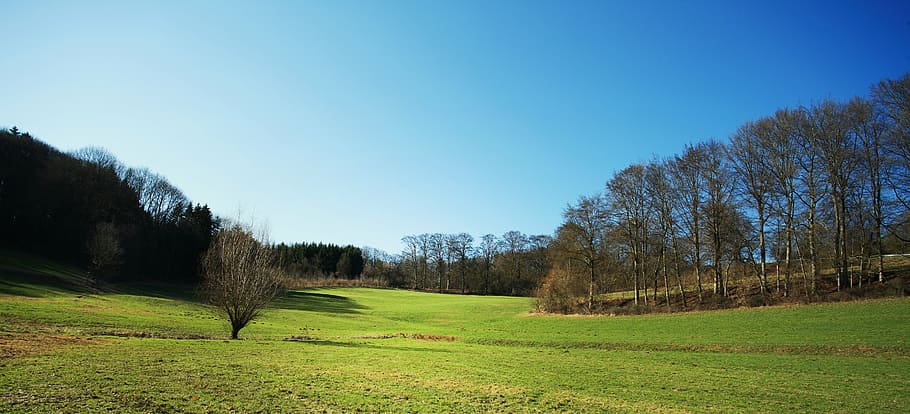 landscape, forest, glade, sky, blue, tree, bavaria, upper palatinate HD wallpaper