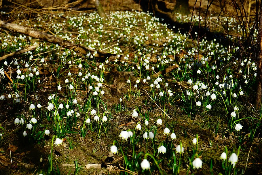 forest, snowflake, forest floor, spring flower, blossom, bloom HD wallpaper