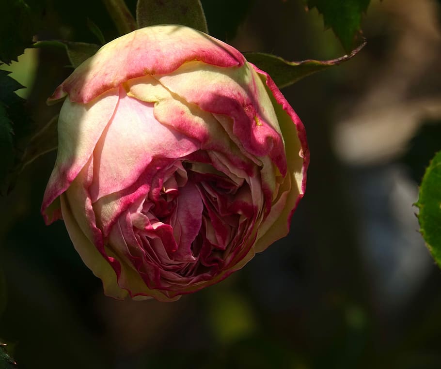 pink, hatching, flowering plant, close-up, freshness, beauty in nature HD wallpaper
