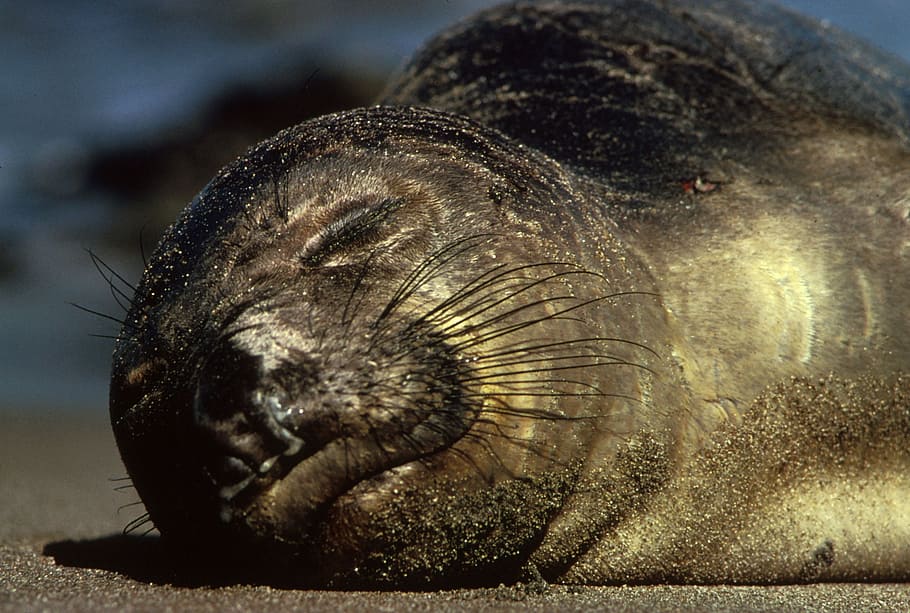 animal lying on sand, northern elephant seal, wildlife, cute
