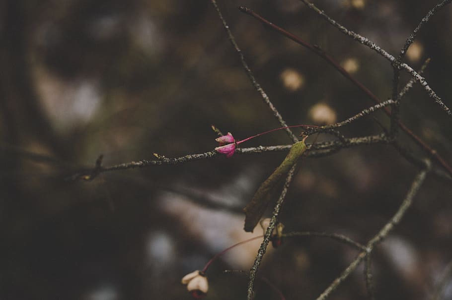 Red Petaled Flower in Closeup Photo, blur, blurred background HD wallpaper