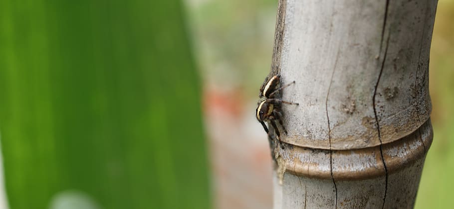 macro, insect, spider hunter, colombia, close-up, tree trunk HD wallpaper