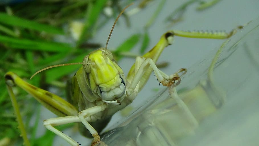 grasshopper, desert locust, migratory locust, grasshoppers, HD wallpaper