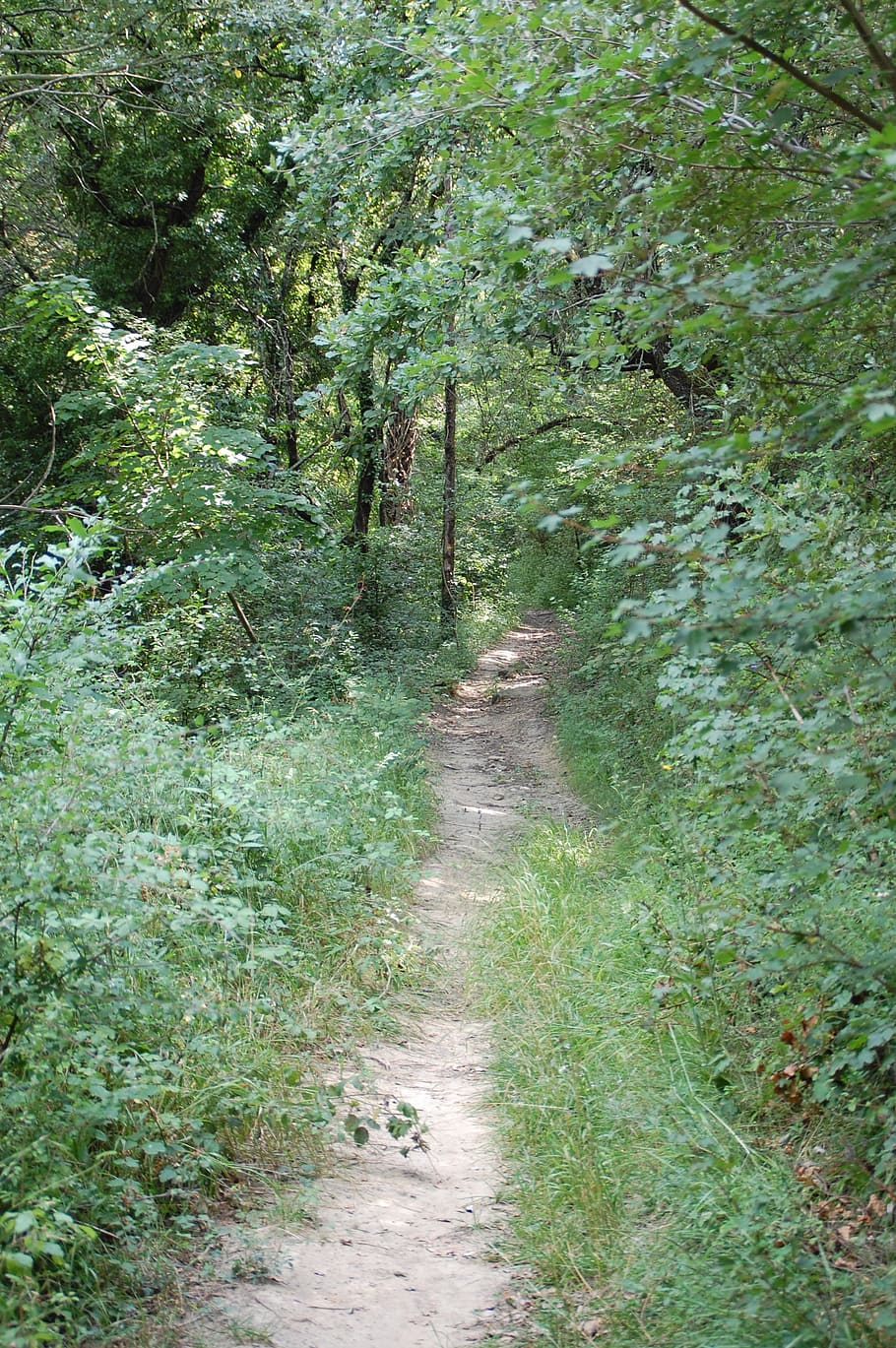 path, nature, promenade, plant, forest, tree, land, direction HD wallpaper