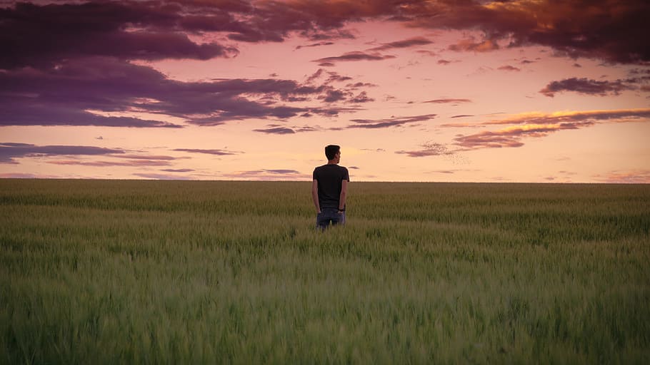 man standing between tall grasses during golden hour, man in grassfield during sunset, HD wallpaper