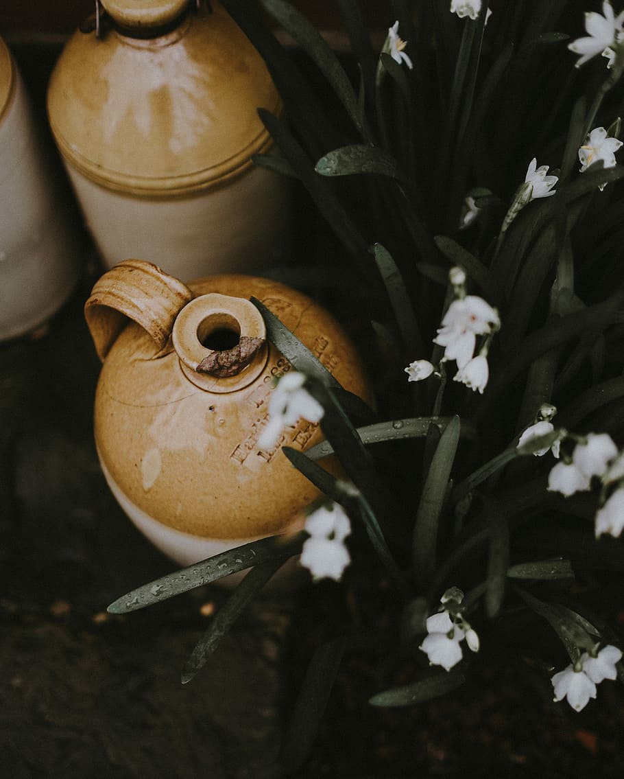 brown ceramic jars beside white flowers, brown and white stoneware jar beside white petaled flower HD wallpaper