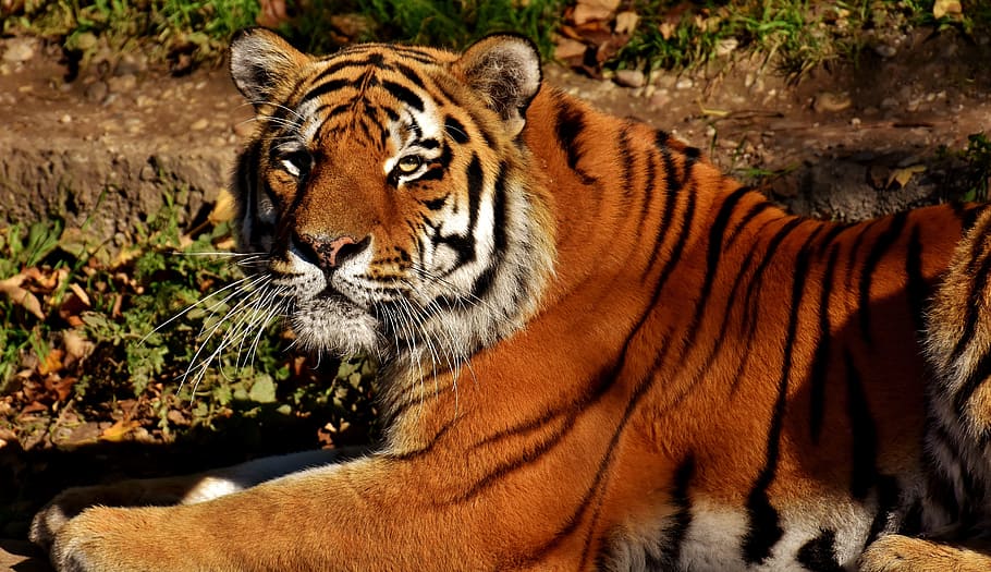 brown and white tiger, cat, predator, wildcat, dangerous, big cat HD wallpaper