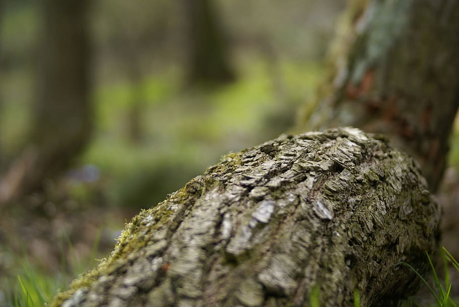 nature, tree, wood, leaf, plant, tree trunk, selective focus HD wallpaper