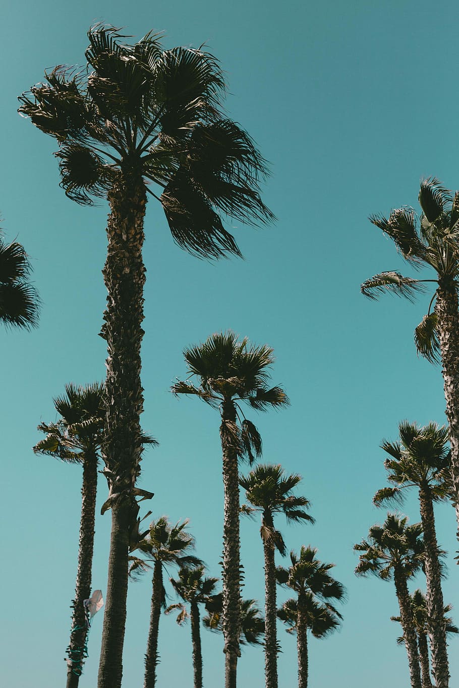 low angle photo of trees during daytime, low angle photography of tropical trees HD wallpaper