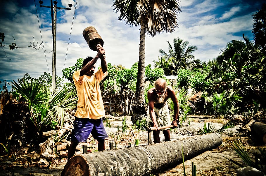 people, work, north, sri, lanka, nature, ceylon, garden, tree HD wallpaper