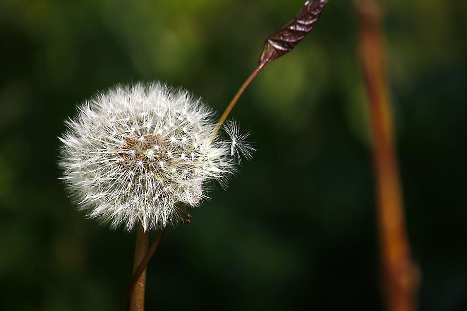 green, summer, transience, dandelion, nature, plant, garden HD wallpaper