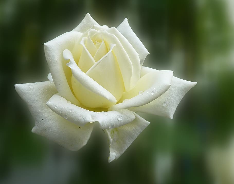 white flower with water dews, rose, summer, blossom, bloom HD wallpaper