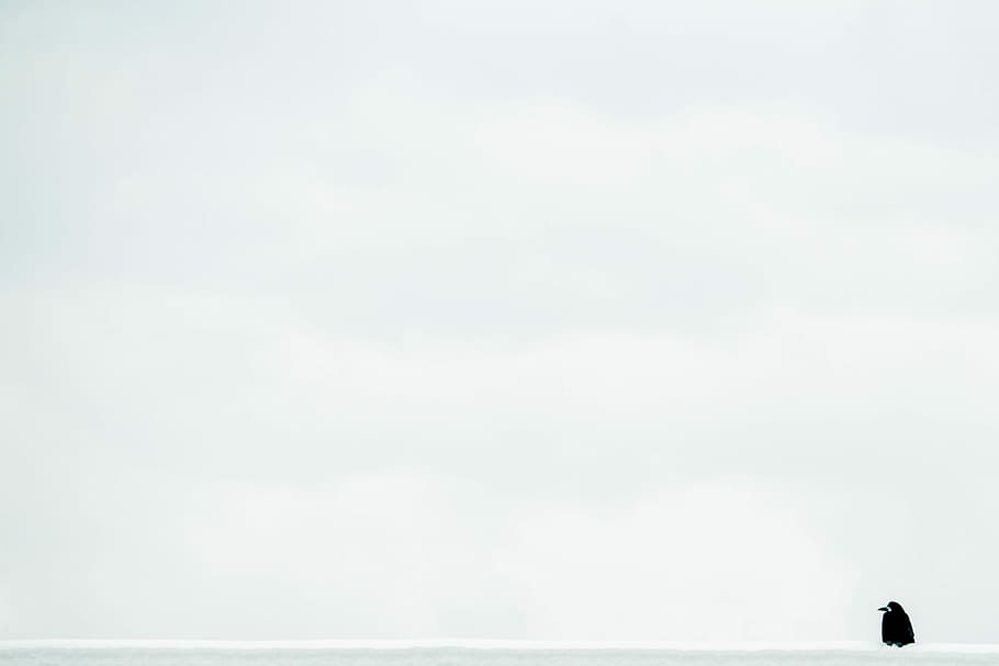 untitled, white, cloud, sky, bird, black, cloud - sky, day HD wallpaper