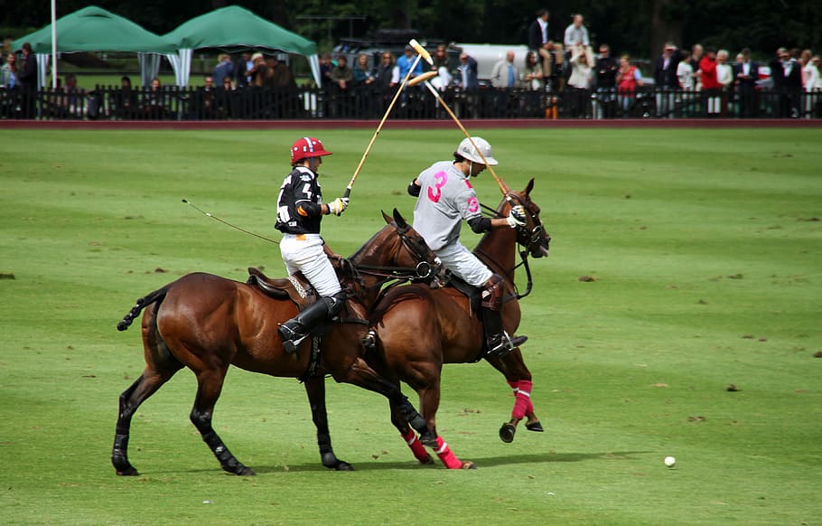 Polo, Competition, Horses, Players, sport, grass, horseback riding, HD wallpaper