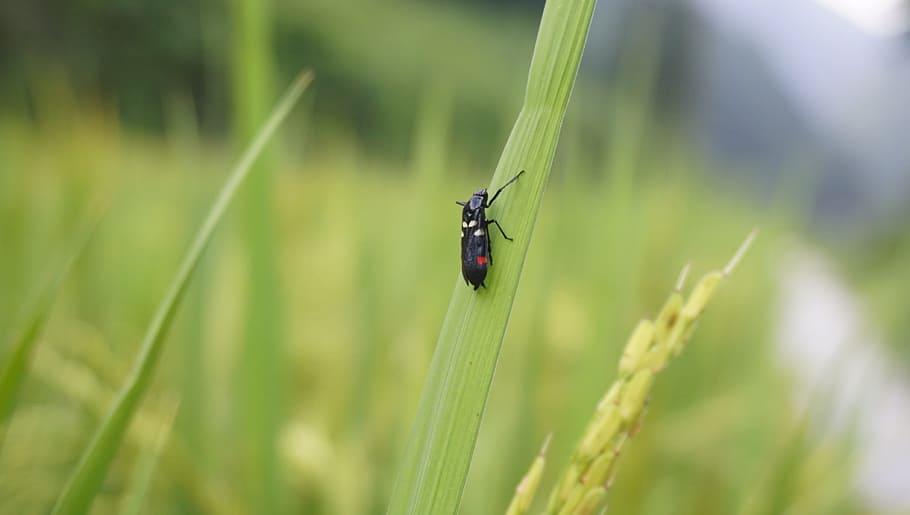 rice, insect, natural, one animal, animals in the wild, animal wildlife HD wallpaper