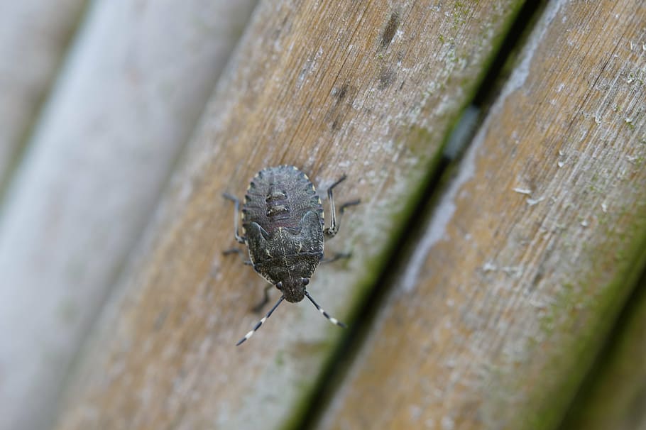 bug, insect, beetle, macro, close, crawl, animal, nature, close-up HD wallpaper