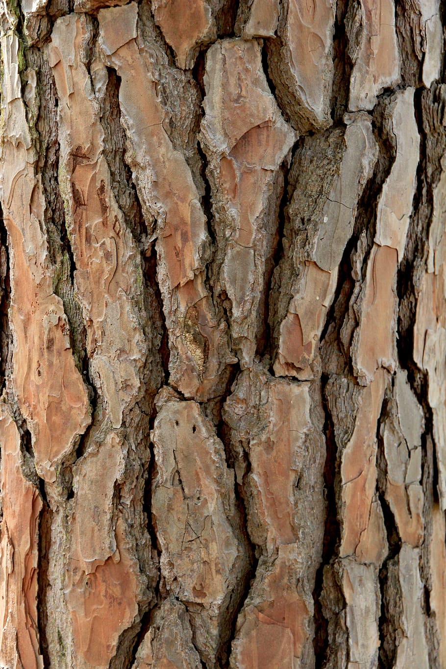 tree, tribe, log, bark, tree bark, background, pine, conifer HD wallpaper