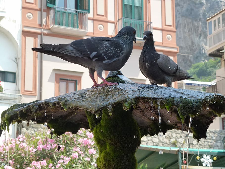 Amalfi, Thirsty, Register, Pigeons, register your pigeons, bird, HD wallpaper