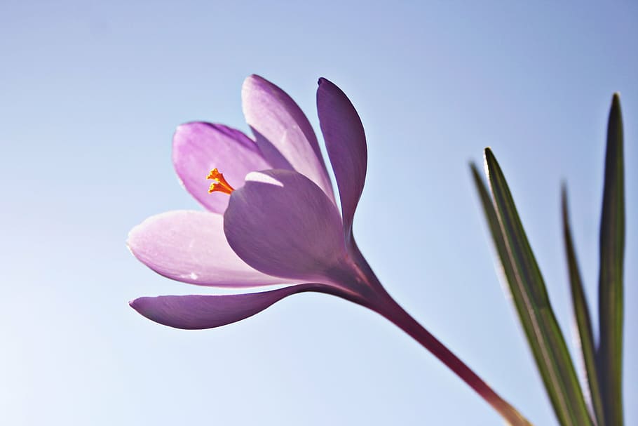 closeup photo of purple petaled flowers, crocus, spring, nature HD wallpaper