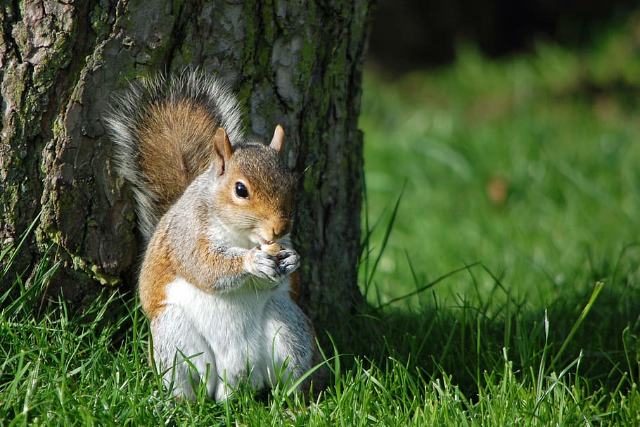white and brownb, squirrel, eating nut, nature, animal, wildlife