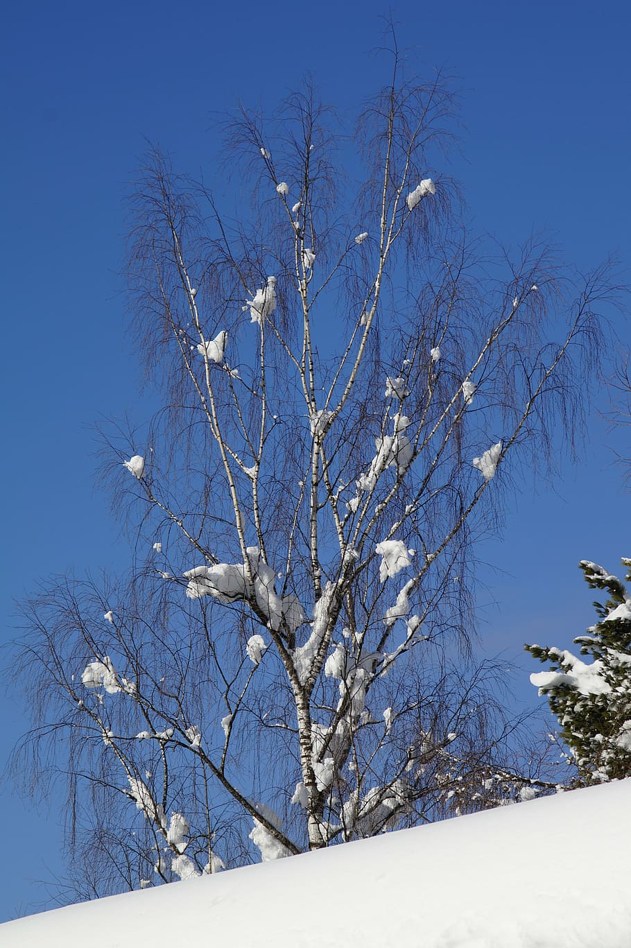 birch, snow, snowy, blue, winter, sky, tree, sunny, cold, wintry HD wallpaper