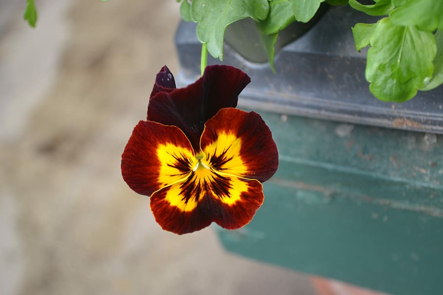 flower, pansy, spring, bright, flowering plant, freshness, fragility HD wallpaper