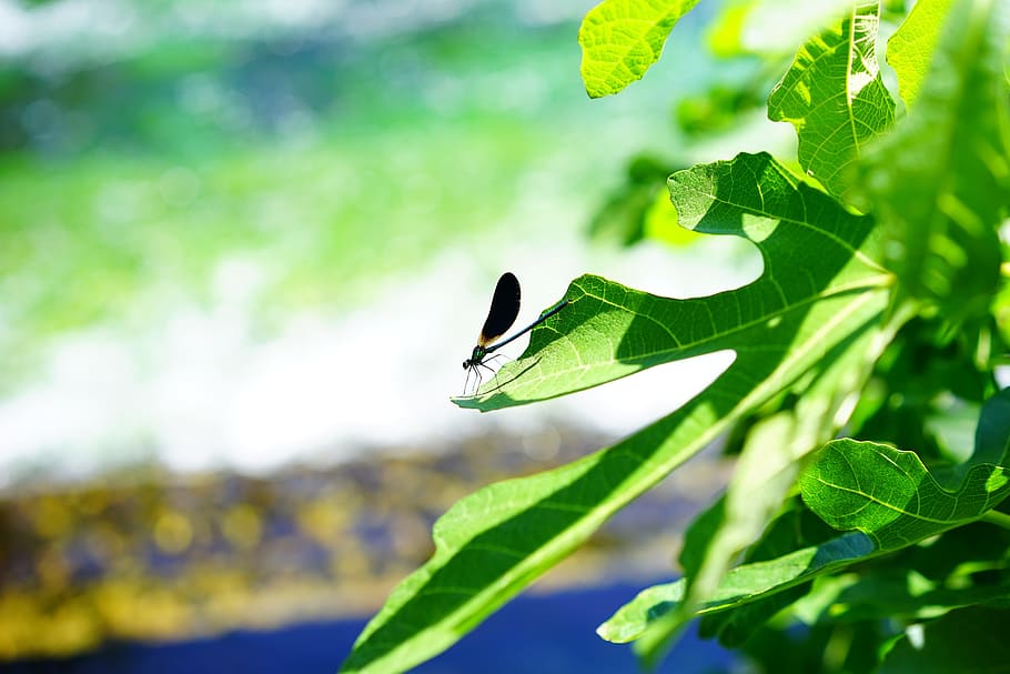 dragonfly, leaf, insect, animal, plant part, green color, one animal HD wallpaper