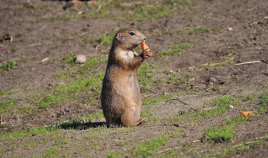 eating brown rodent on open field during daytime, prairie dog, HD wallpaper