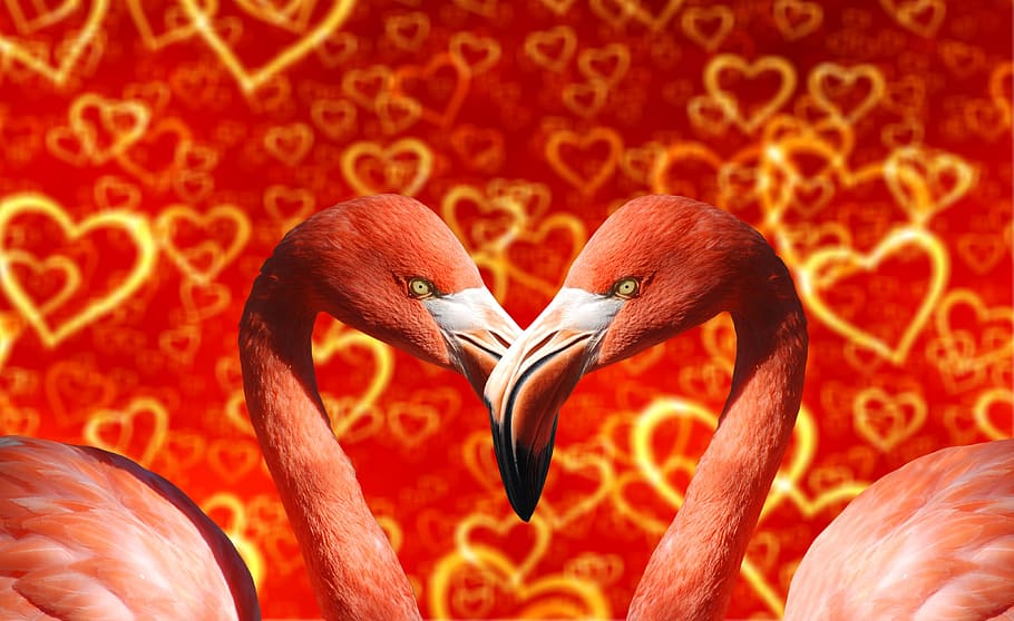 two pink flamingos, heart, bill, love, many, background, valentine, HD wallpaper