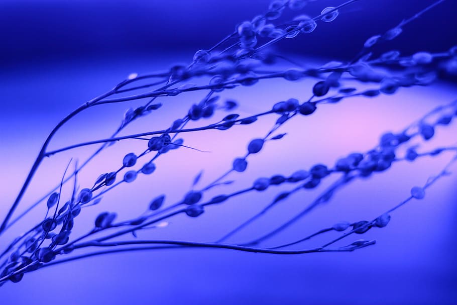 close up photography of plant, shallow focus of plant, macro HD wallpaper