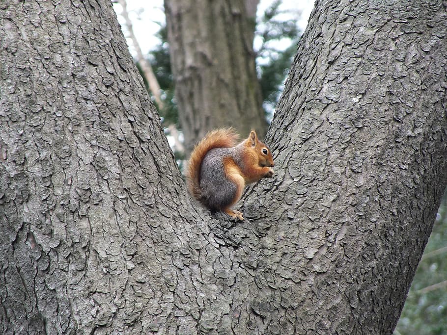 Forest, Green, Nature, Tree, green field, squirrel, plant, tree trunk HD wallpaper