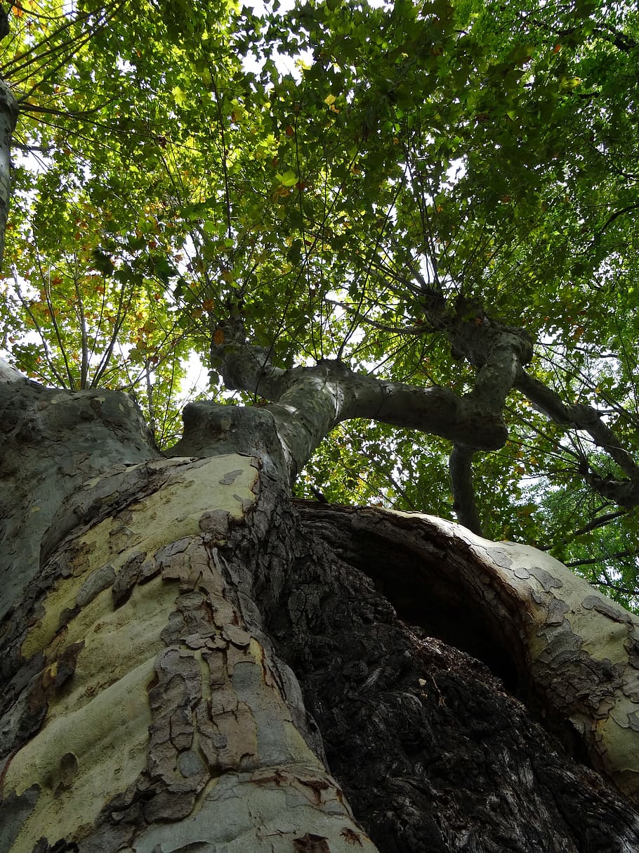 Tree, Bark, Texture, Old, Wood, Trunk, branch, tree branches HD wallpaper