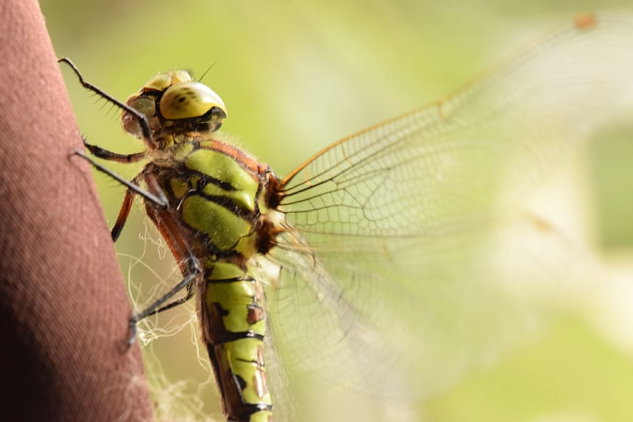 dragonfly, insect, nature, macro, invertebrate, close-up, animal wildlife HD wallpaper