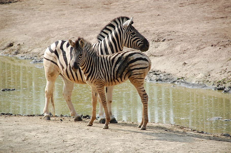 two zebras standing near body of water at daytime, black white HD wallpaper