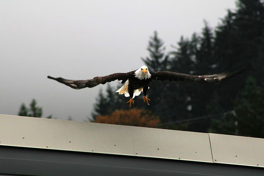 Soul - Freedom, brown and white bald eagle flying under cloudy sky at daytime HD wallpaper