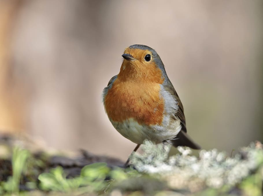 nature, outdoors, small, beak, tree, one animal, bird, vertebrate HD wallpaper