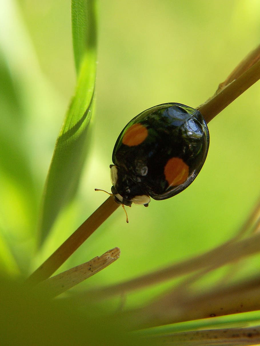 insect, ladybug, macro, nature, black beetle, grass, invertebrate HD wallpaper